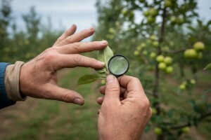 Mjere u zaštiti jabuke