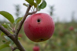 Mjere u zaštiti jabuke