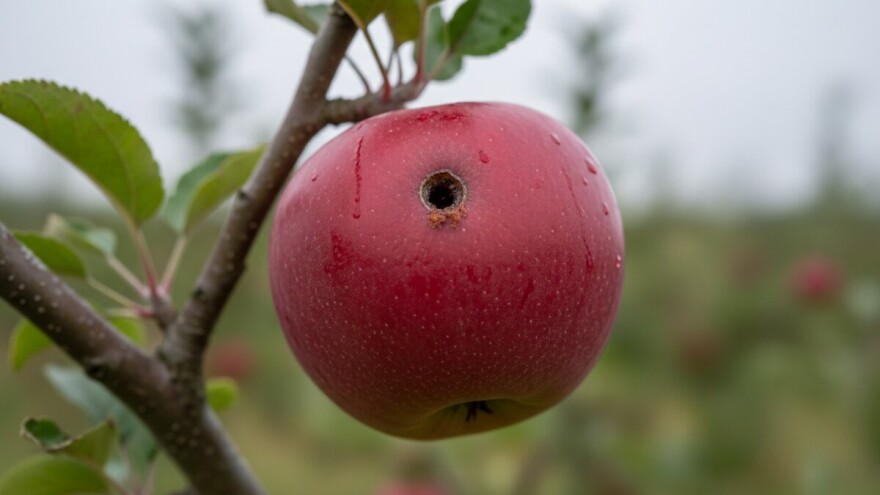 Mjere u zaštiti jabuke