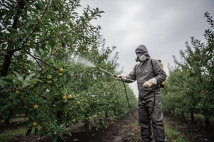 Mjere u zaštiti jabuke i kruške