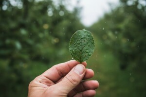 Mjere u zaštiti jabuke i kruške