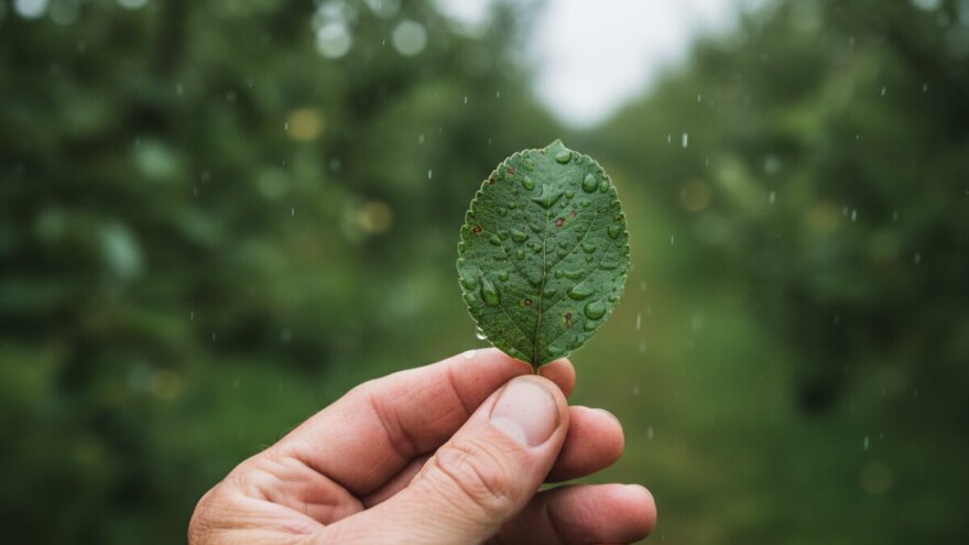 Mjere u zaštiti jabuke i kruške