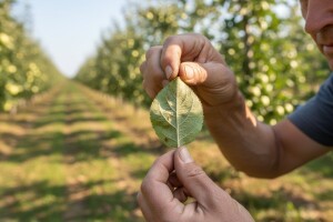 Mjere u zaštiti jabuke i kruške