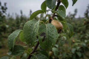 Mjere u zaštiti jabuke i kruške