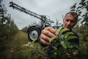 Mjere u zaštiti jabuke i kruške