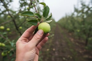 Mjere u zaštiti jabuke i kruške