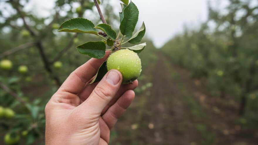 Mjere u zaštiti jabuke i kruške