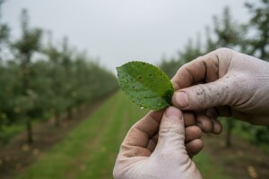 Mjere u zaštiti jabuke i kruške