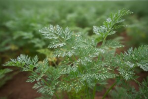 Mjere u zaštiti korjenastog povrća