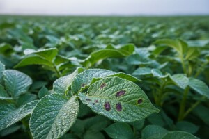 Mjere u zaštiti krumpira