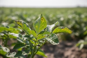 Mjere u zaštiti krumpira