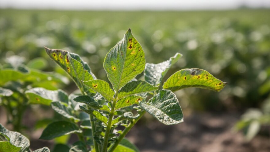 Mjere u zaštiti krumpira