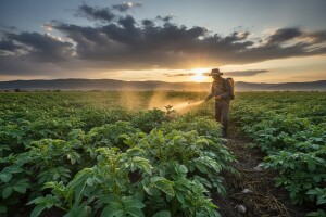Mjere u zaštiti krumpira