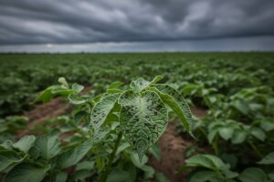 Mjere u zaštiti krumpira