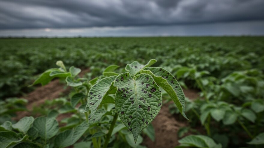 Mjere u zaštiti krumpira