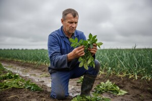 Mjere u zaštiti krumpira i luka