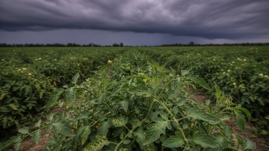 Mjere u zaštiti krumpira i rajčice