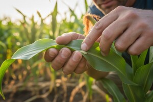 Mjere u zaštiti kukuruza