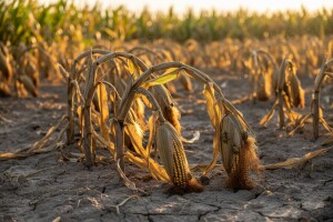 Mjere u zaštiti kukuruza