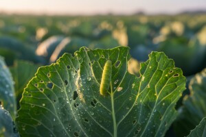 Mjere u zaštiti kupusa