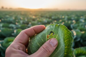 Mjere u zaštiti kupusa