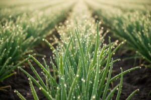 Mjere u zaštiti luka i češnjaka
