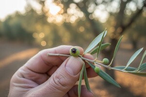 Mjere u zaštiti masline