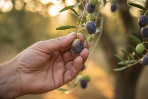 Mjere u zaštiti masline