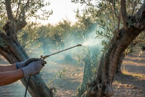 Mjere u zaštiti masline