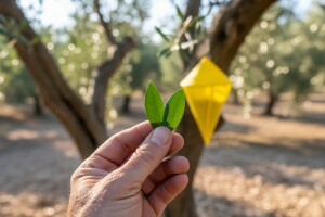 Mjere u zaštiti masline
