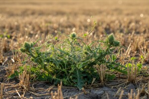 Mjere u zaštiti od korova