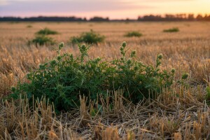 Mjere u zaštiti od korova