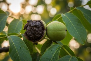 Mjere u zaštiti oraha