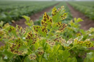 Mjere u zaštiti povrća