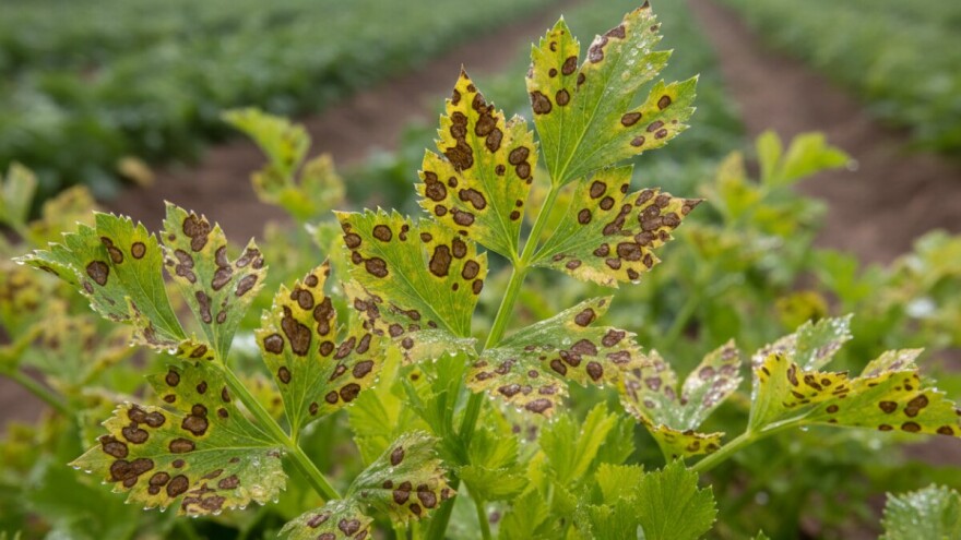 Mjere u zaštiti povrća