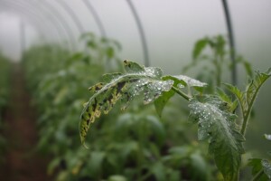 Mjere u zaštiti povrća