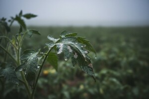 Mjere u zaštiti povrća