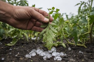 Mjere u zaštiti povrća