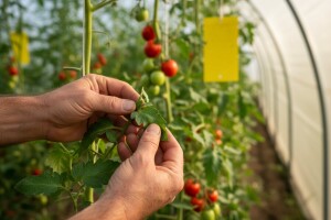 Mjere u zaštiti povrća