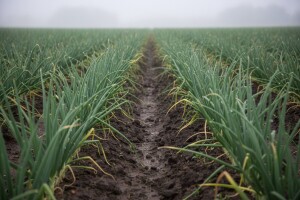 Mjere u zaštiti proljetnog luka