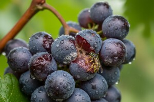 Mjere u zaštiti vinograda