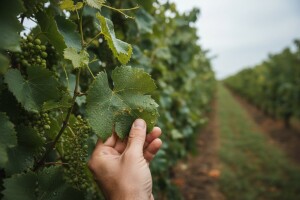 Mjere u zaštiti vinograda