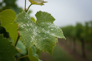Mjere u zaštiti vinove loze