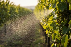 Mjere u zaštiti vinove loze