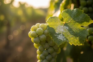 Mjere u zaštiti vinove loze