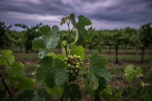 Mjere u zaštiti vinove loze