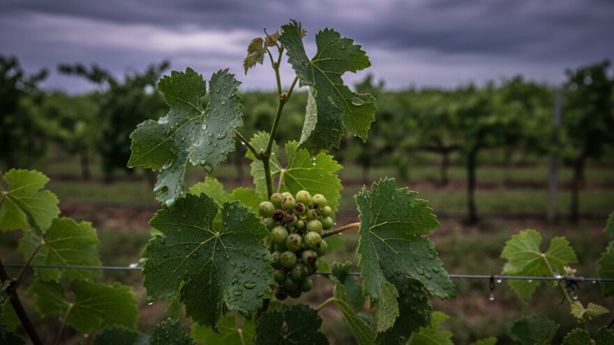 Mjere u zaštiti vinove loze