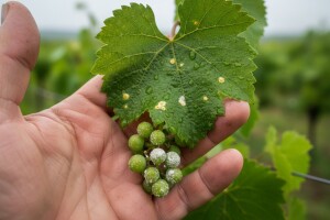 Mjere u zaštiti vinove loze