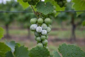 Mjere u zaštiti vinove loze