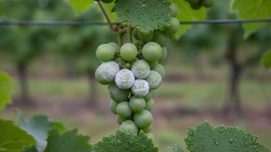 Mjere u zaštiti vinove loze